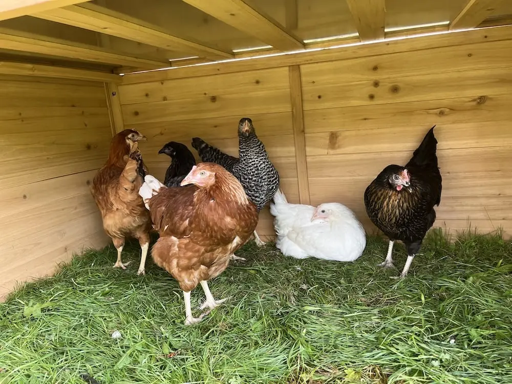 chickens-day1