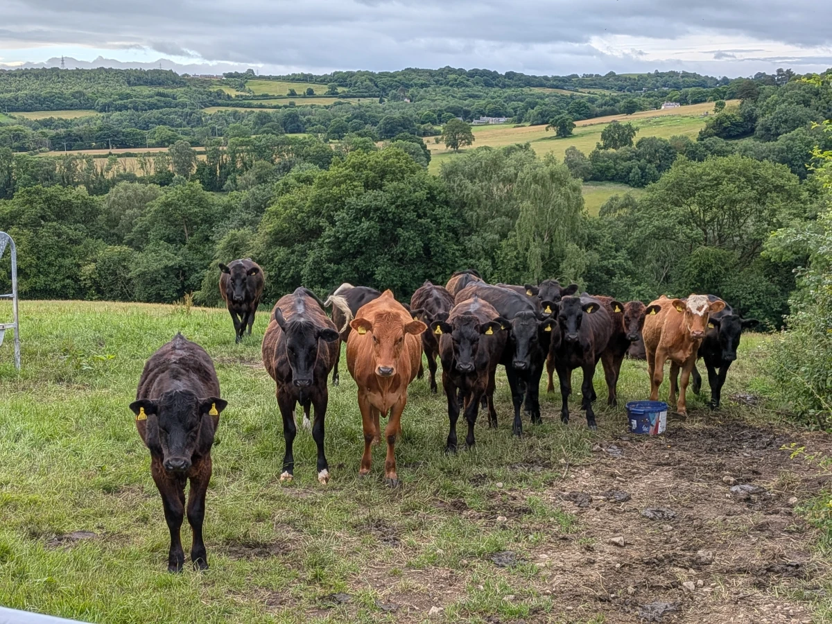 Some calves come to say hello.