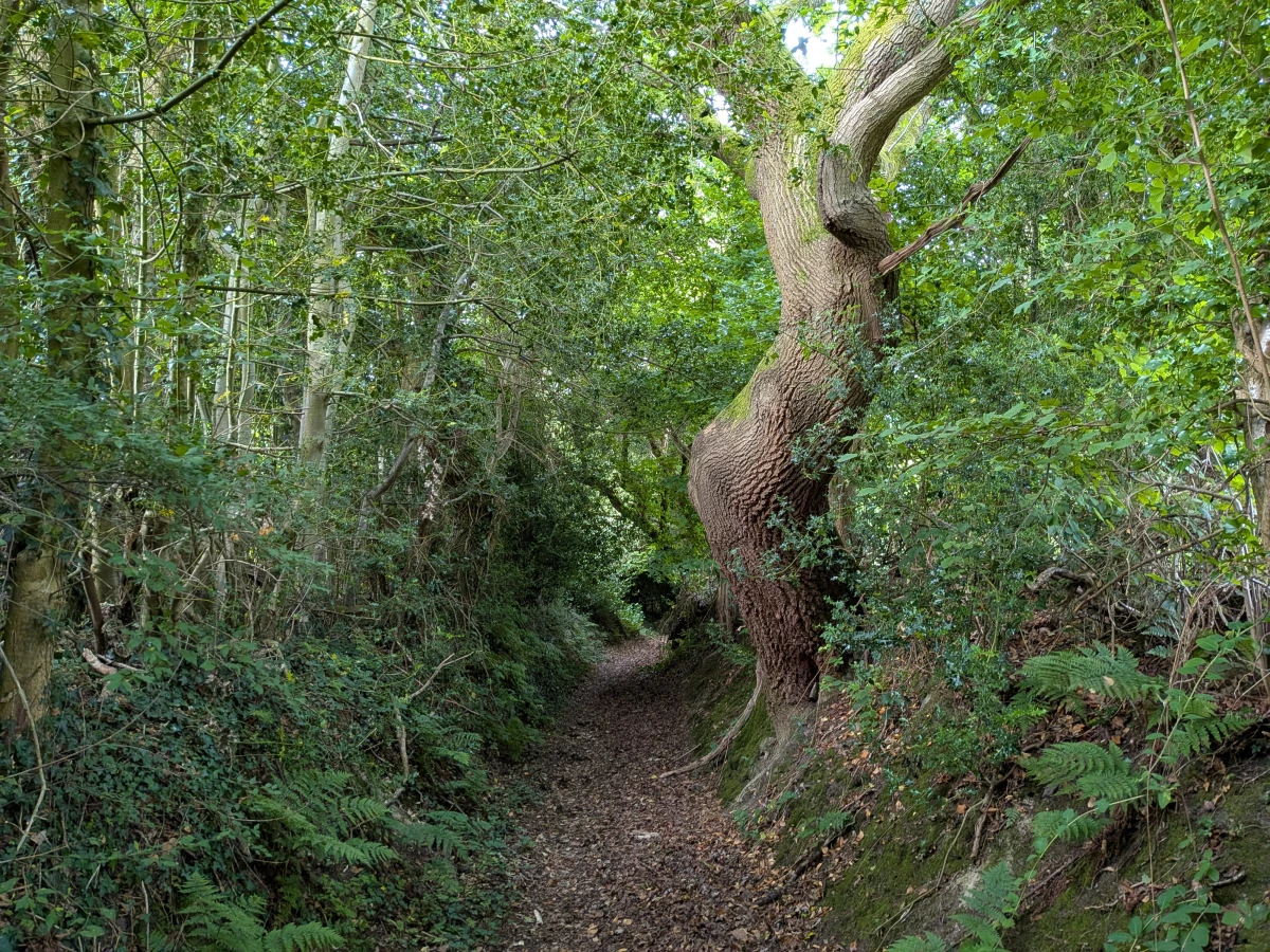 A bridge path with a wonky tree.