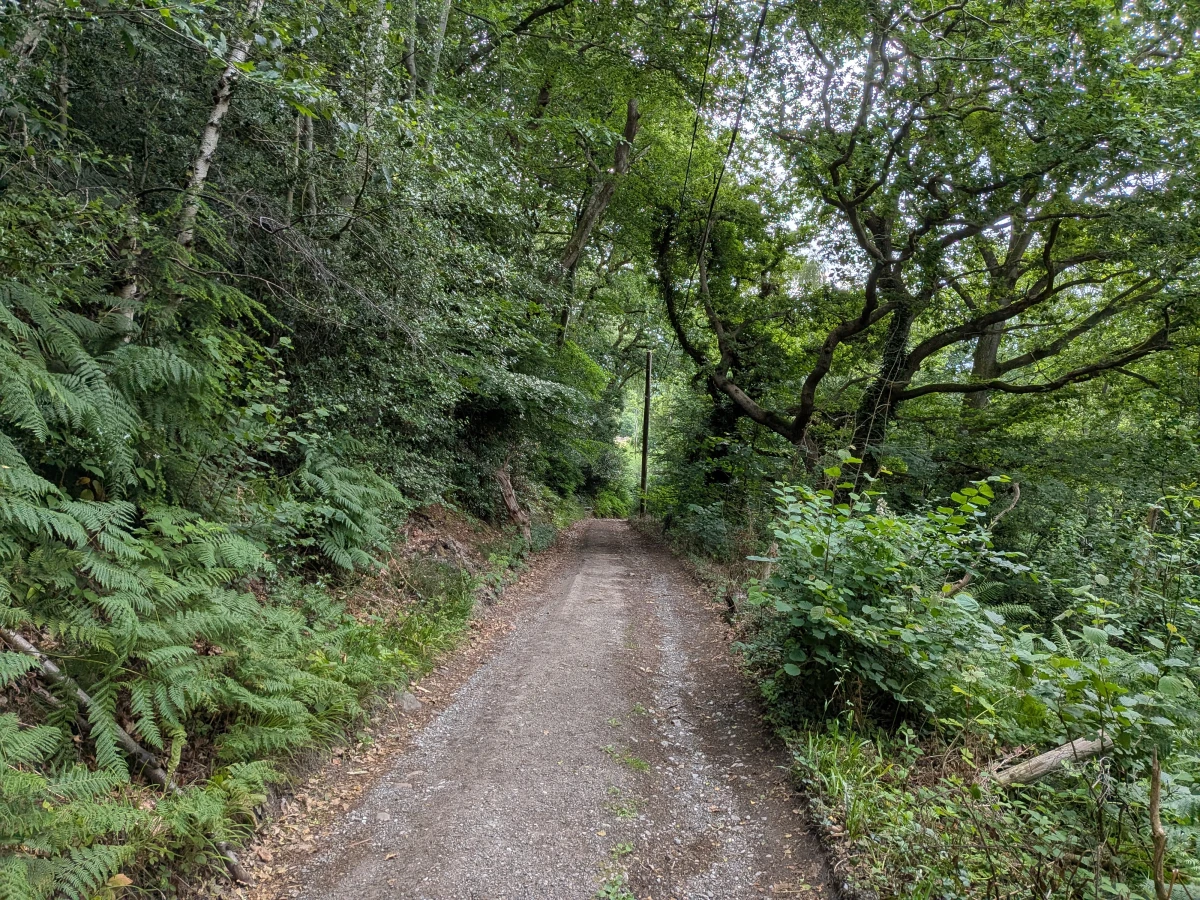Fire road through the woods.