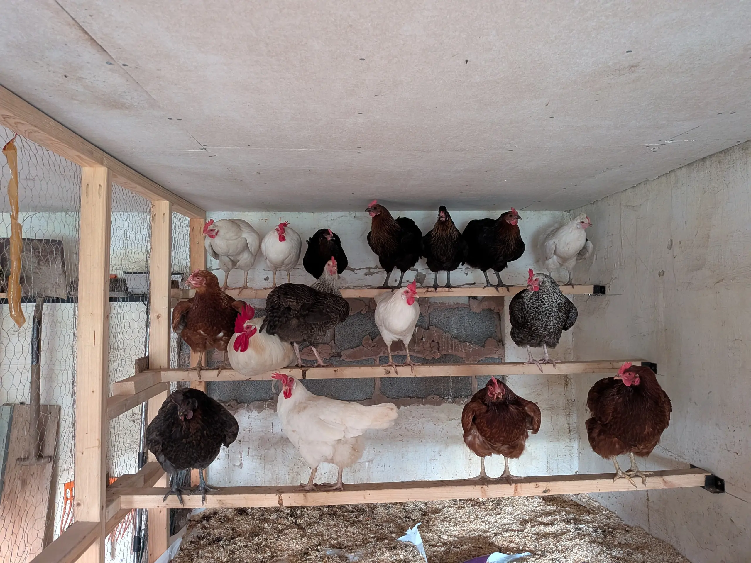 chicken-perch